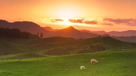 NZ's agritech sector is tech-savvy, but not looking to the future
